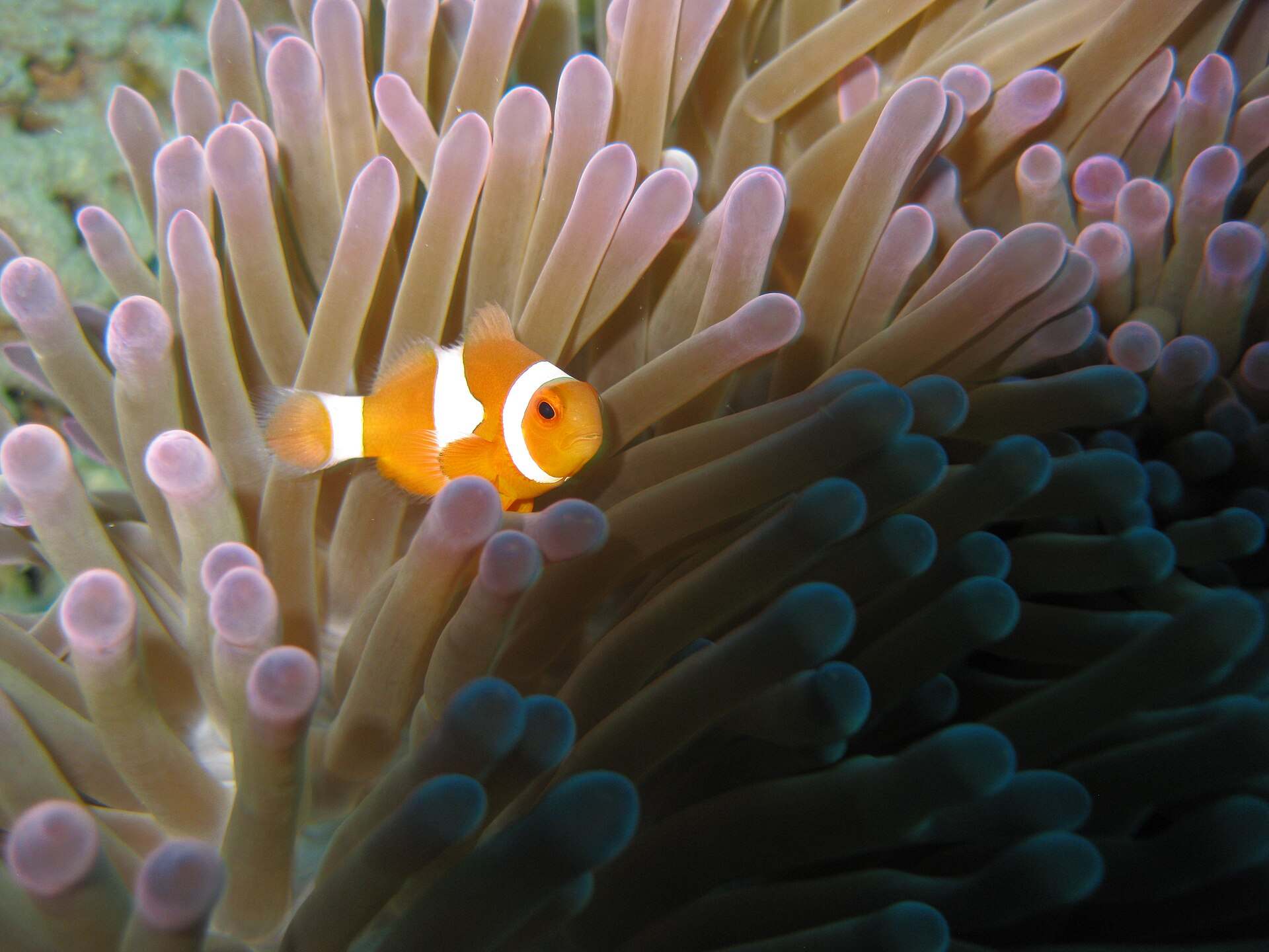 Clownfish in an anemone, West Bali National Park