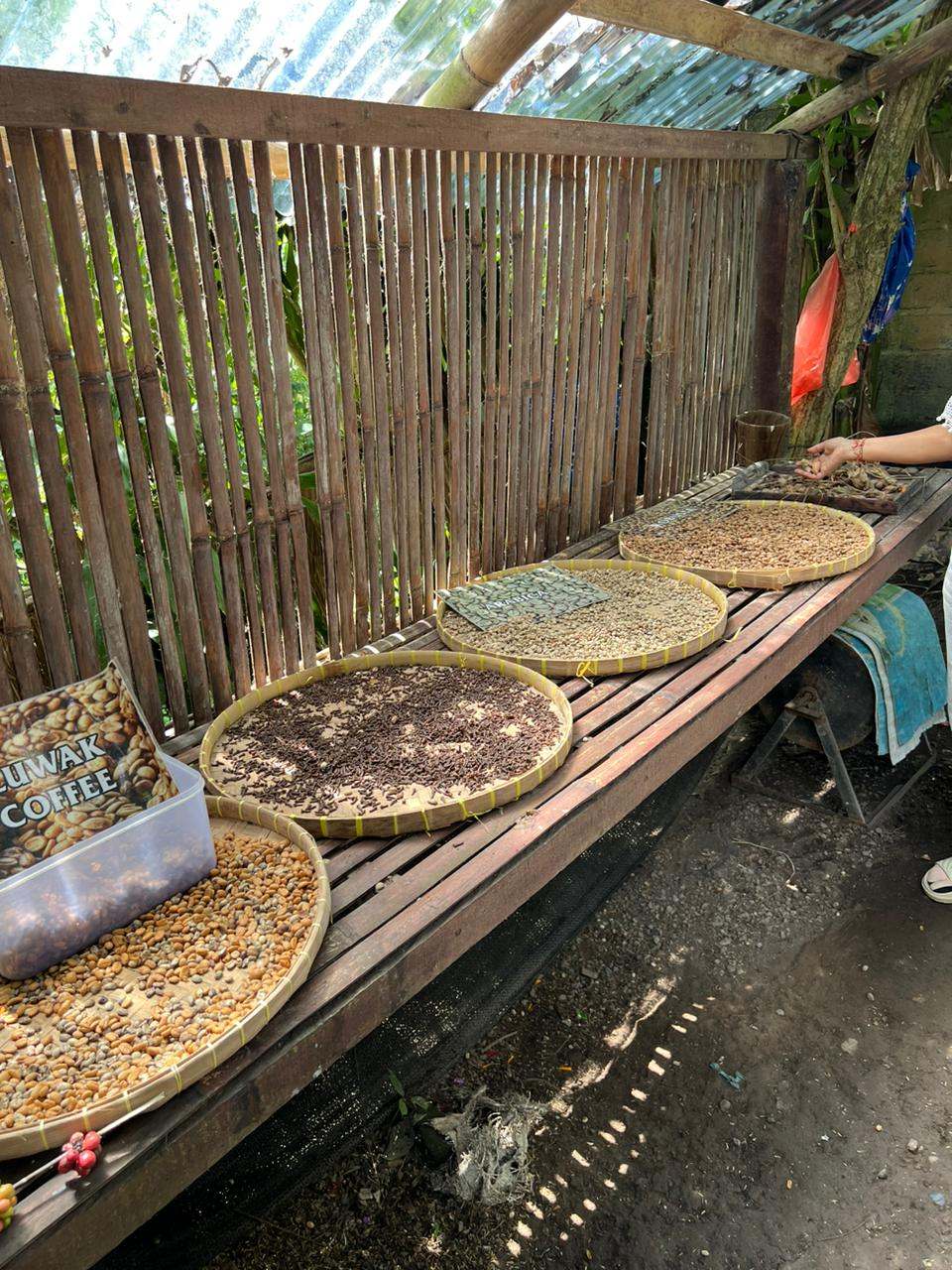 Coffee beans drying on bamboo trays at a coffee plantation