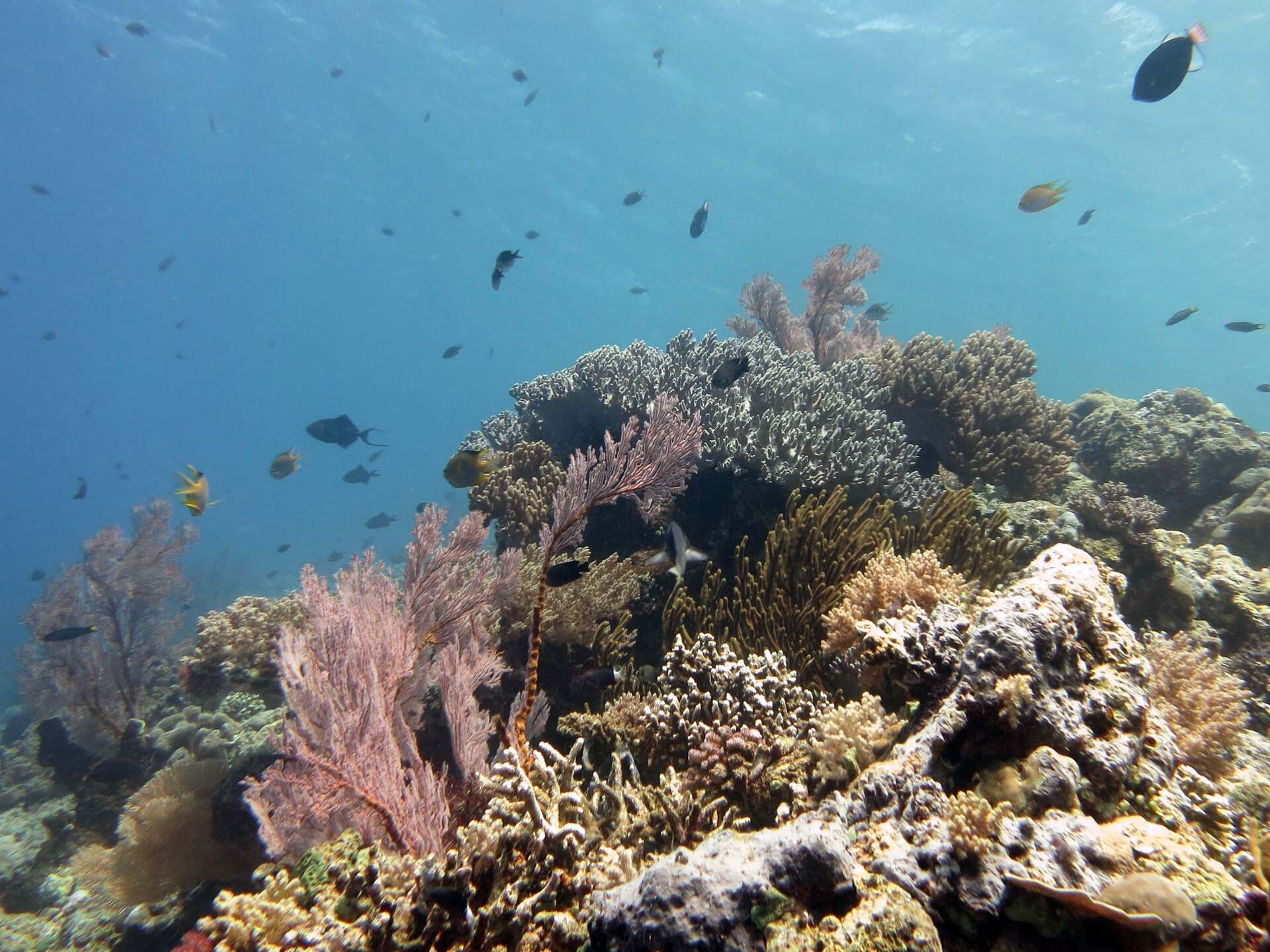 Coral garden and reef fish at Menjangan Island