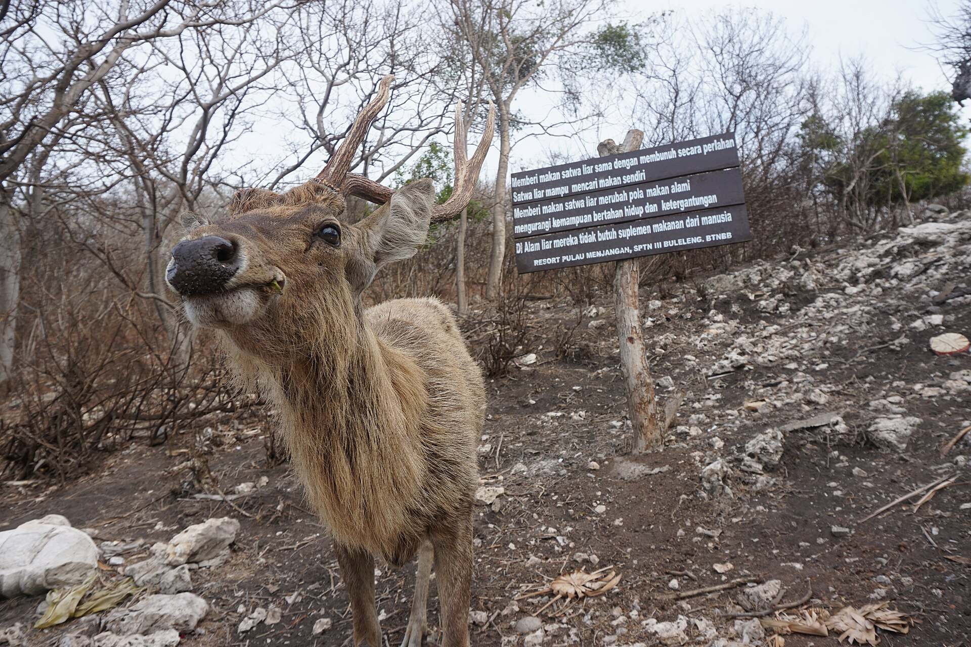 Rusa deer on Menjangan Island