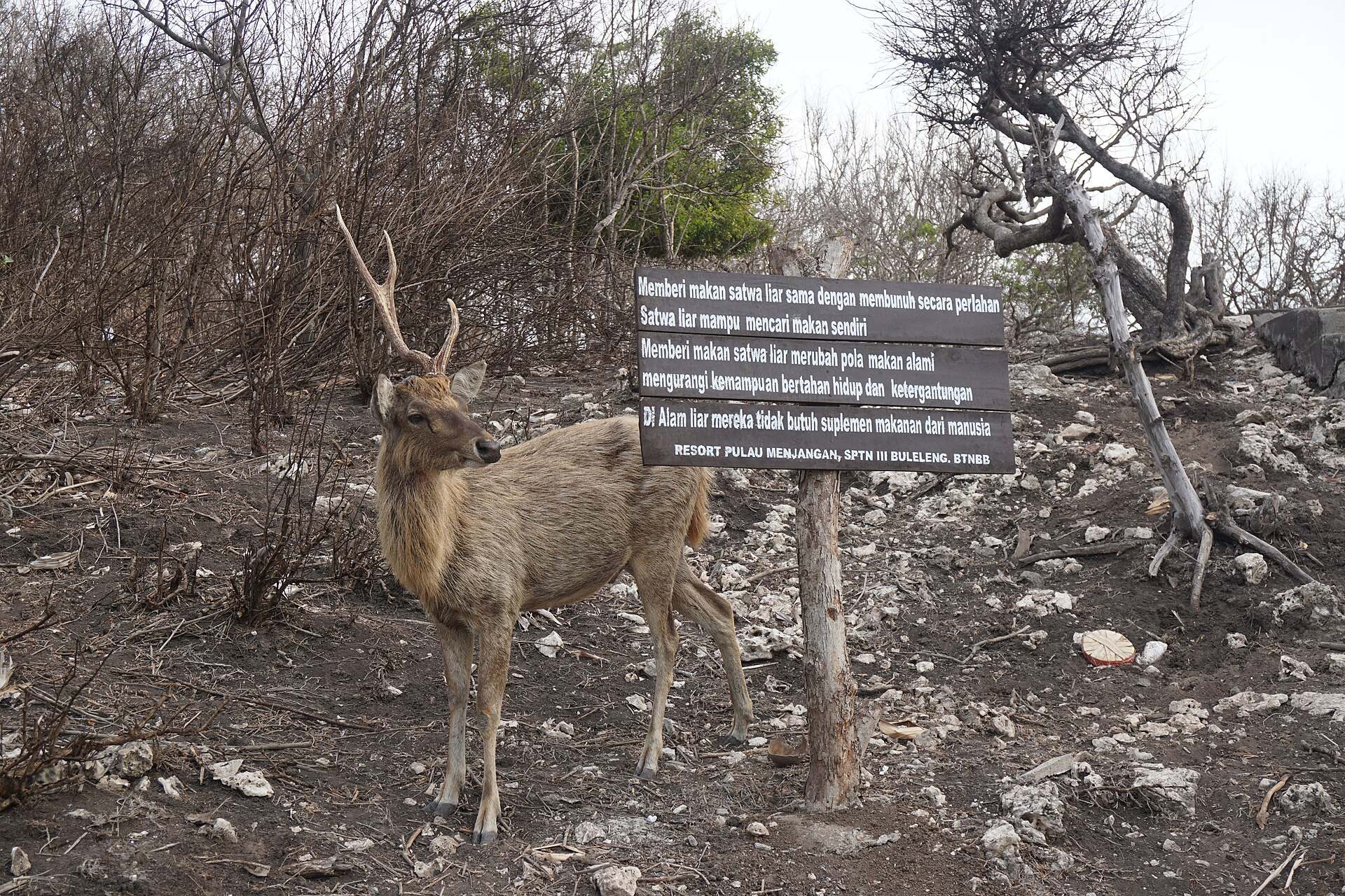 Deer next to the welcome sign on Menjangan Island