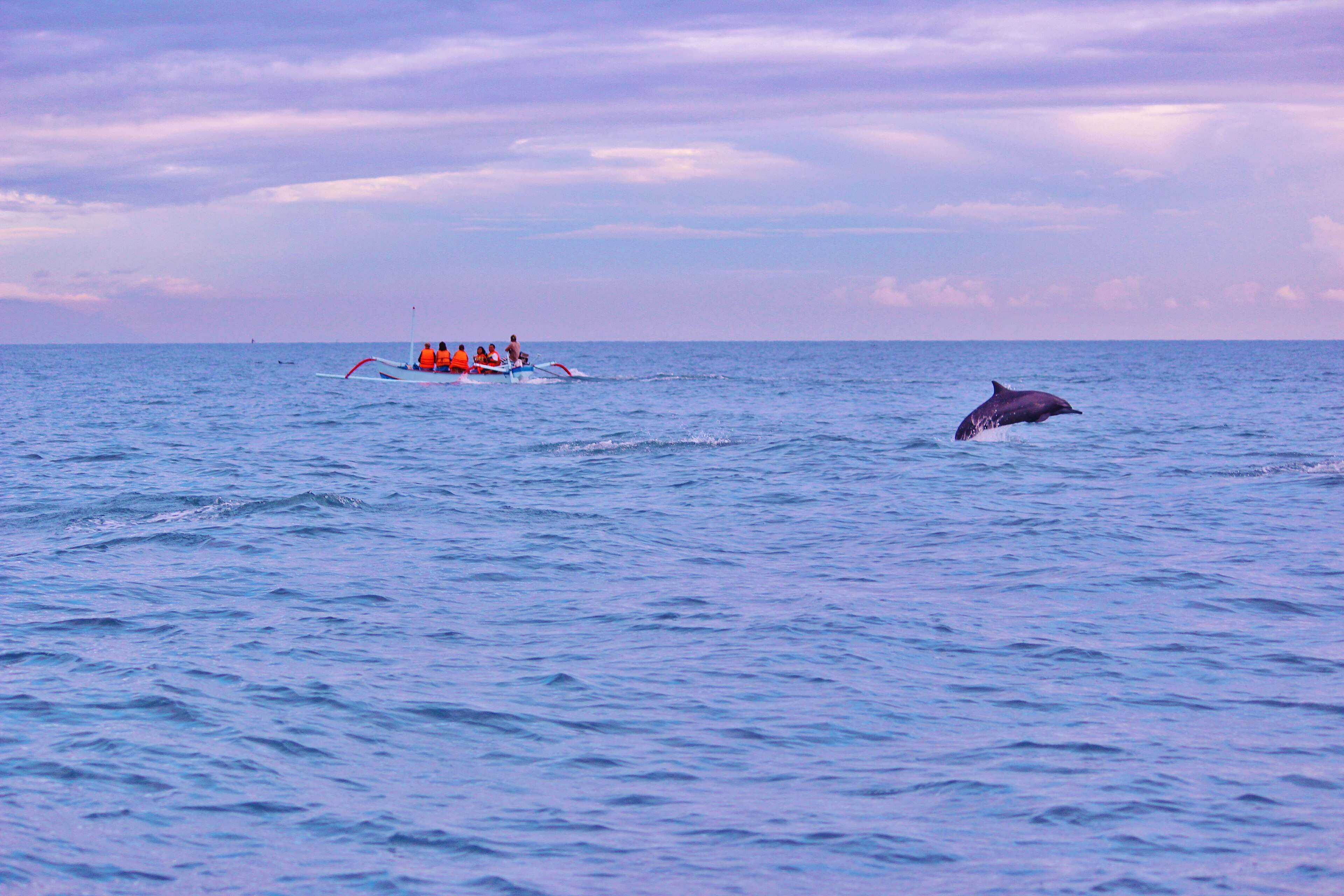 Dolphin leaping near a jukung full of guests in life jackets off Lovina