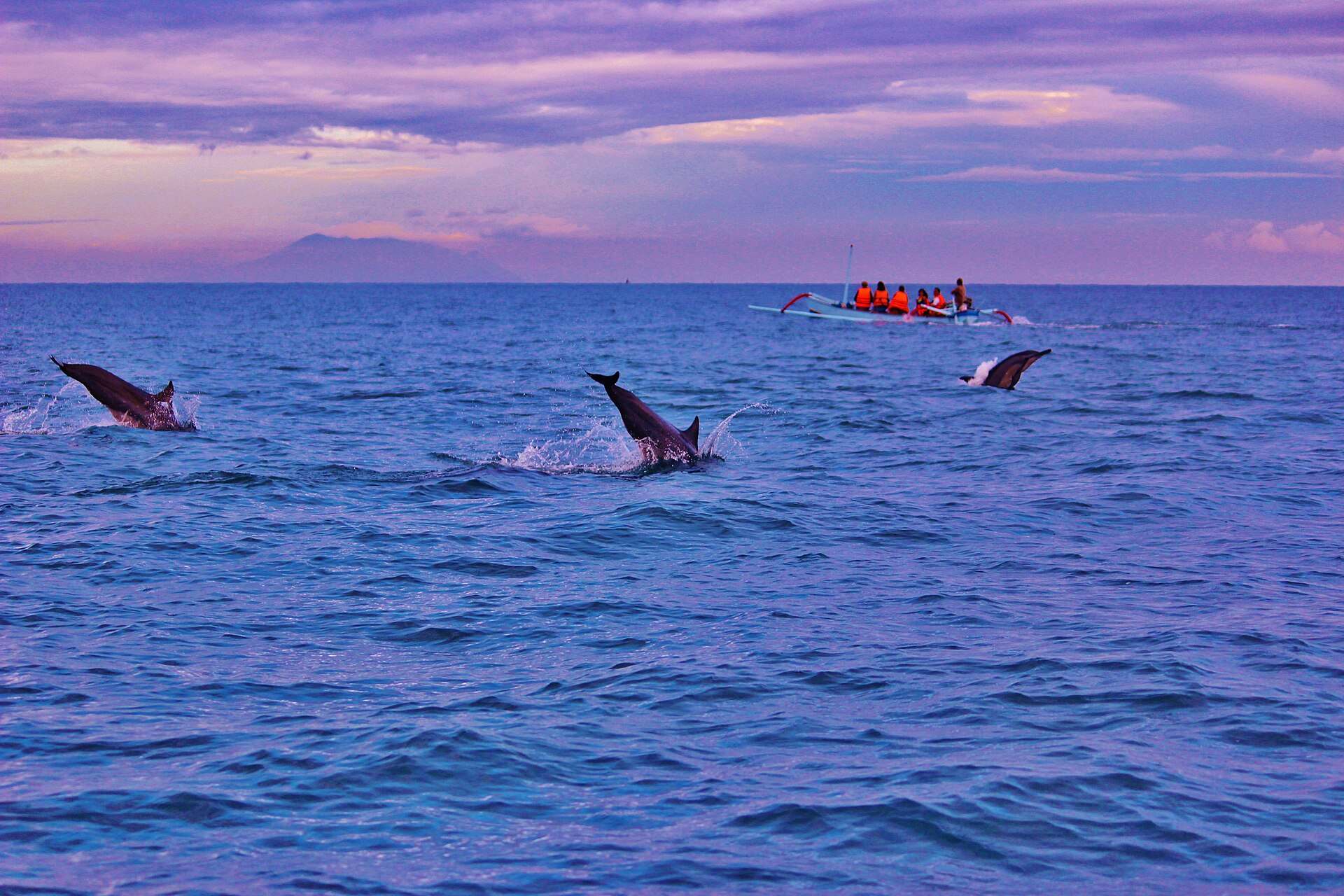 Spinner dolphins leaping at sunrise off Lovina, North Bali