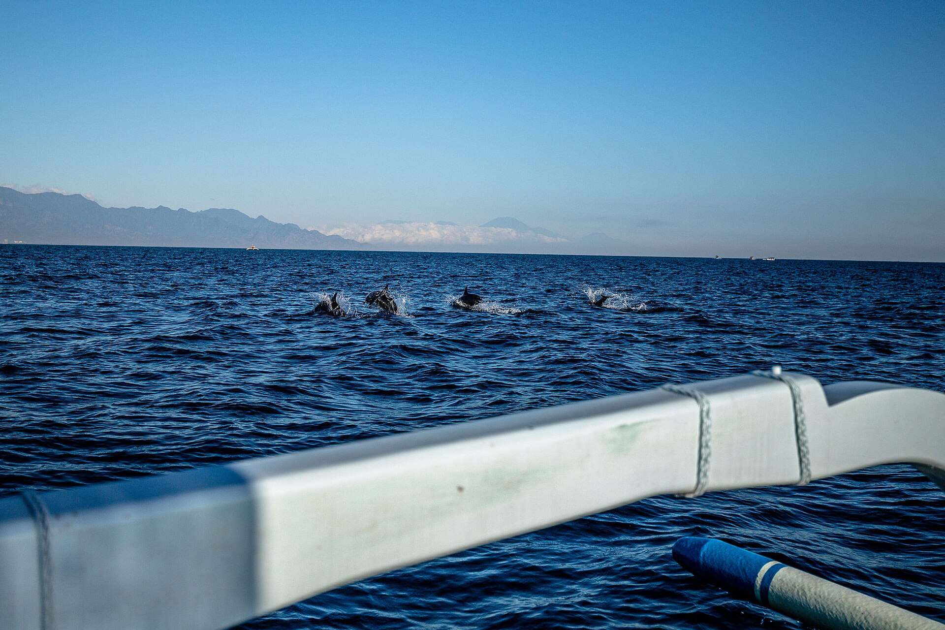 Dolphins seen from the side of a jukung boat off Lovina