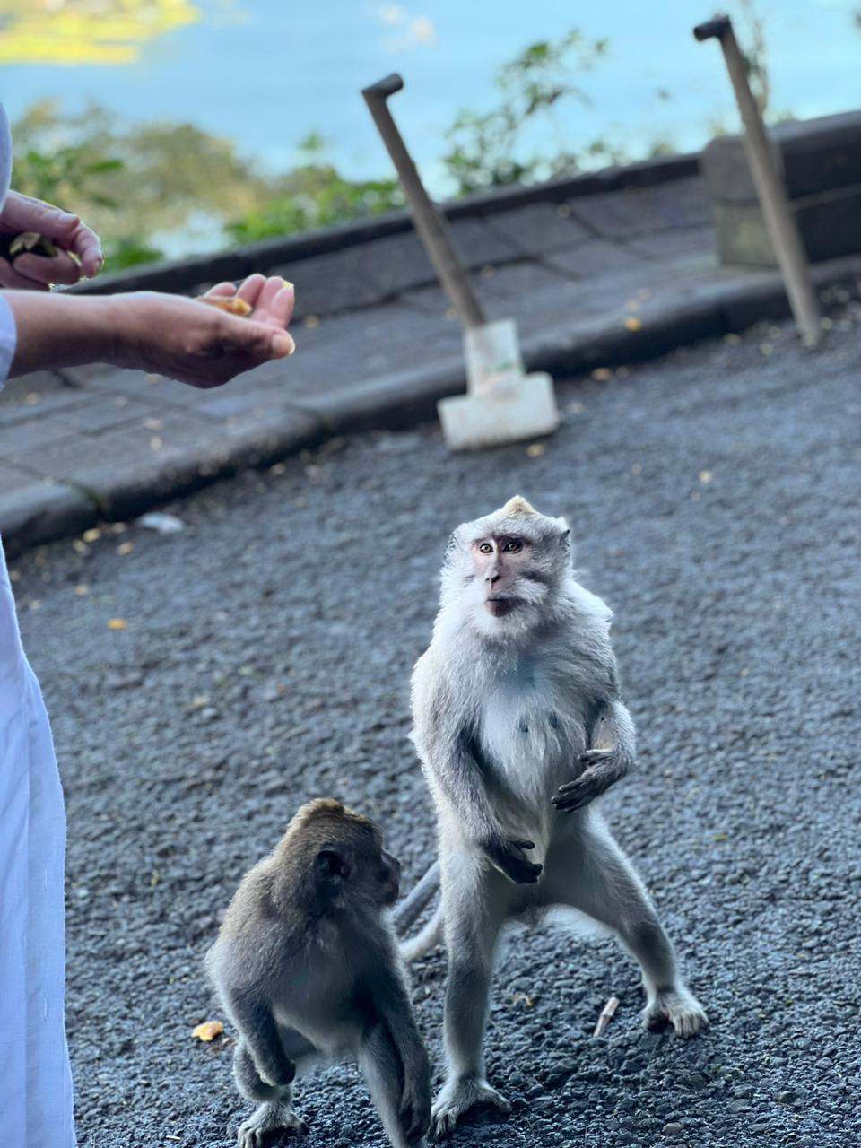 Long-tailed macaques at Uluwatu