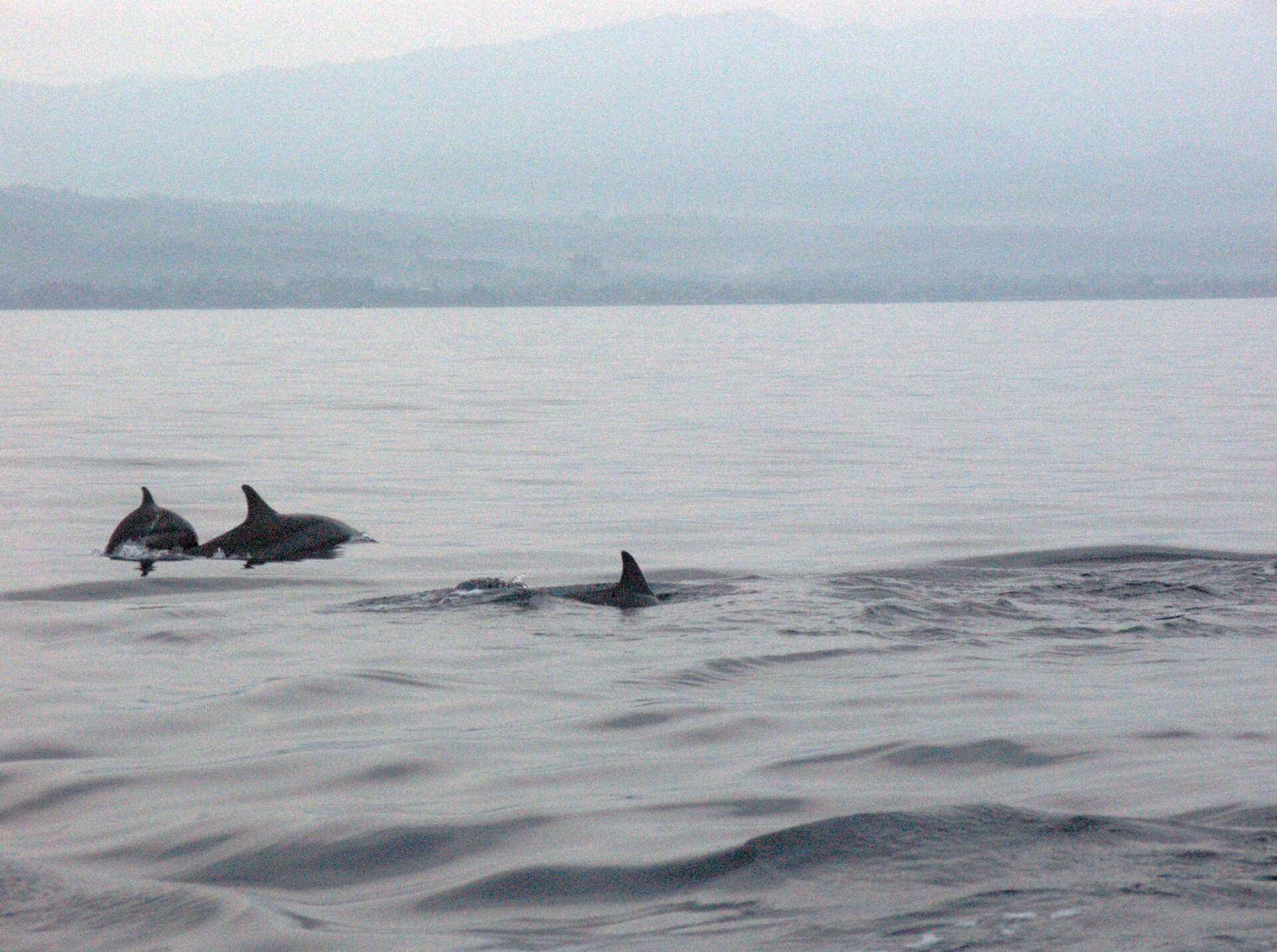 Spinner dolphins off the northern coast of Bali
